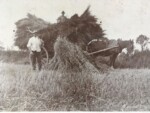 Farming at Manor Farm late 1800s. Photograph Cyril Edwards
