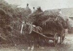 Horse and Hay Cart at Manor Farm late 1800s. Photograph Cyril Edwards